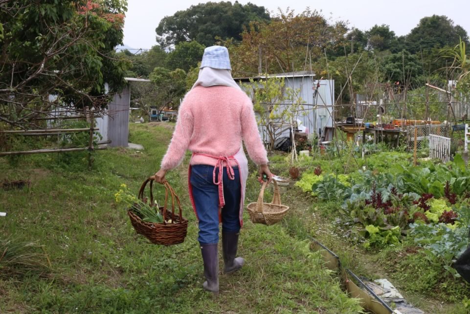 歸園田居